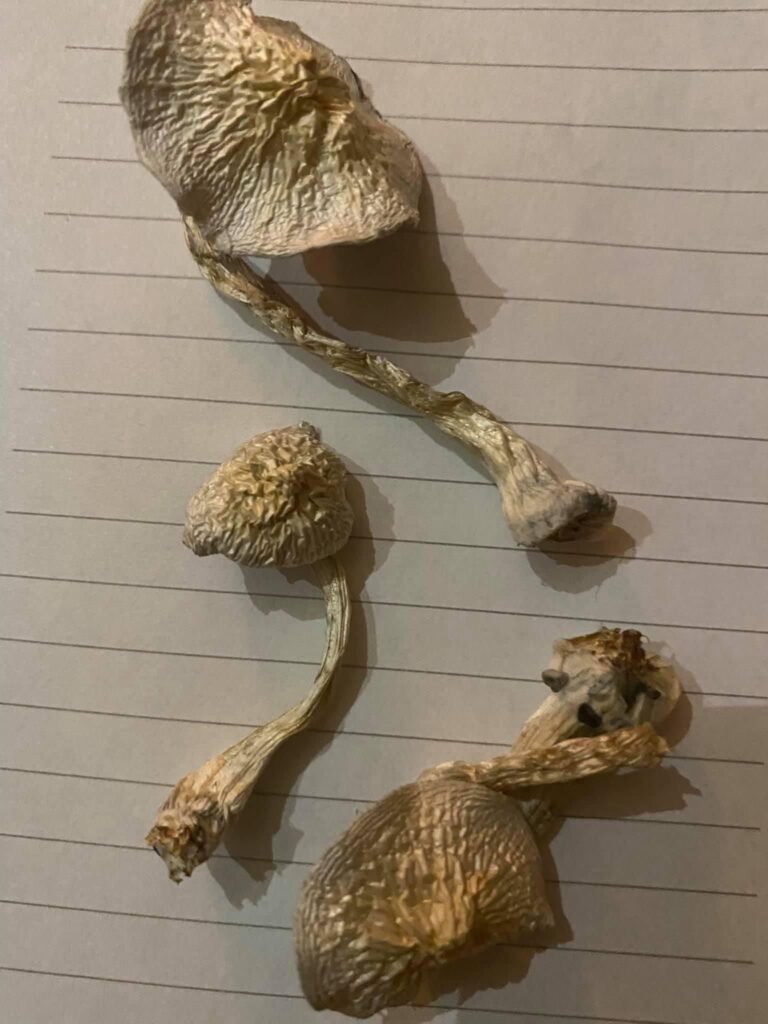 Buy Blue Meanes Mushrooms Online UK