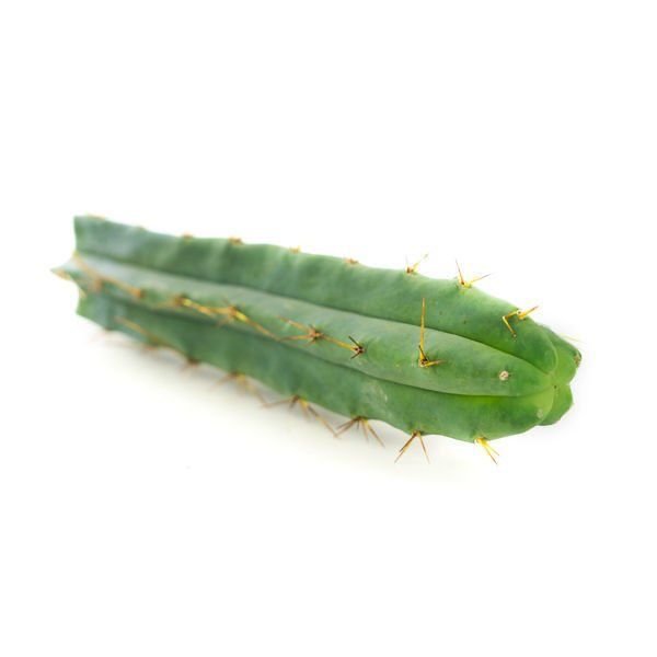 Buy Bolivian Torch (Echinopsis lageniformis) online UK