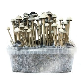 Buy COPELANDIA HAWAIIAN’ GROW KIT in UK